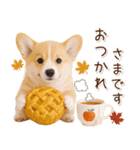 大人かわいい秋の癒しコーギー（個別スタンプ：13）