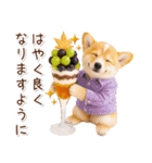 大人かわいい秋の癒しコーギー（個別スタンプ：27）