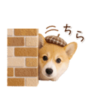 大人かわいい秋の癒しコーギー（個別スタンプ：29）