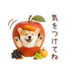 大人かわいい秋の癒しコーギー（個別スタンプ：34）