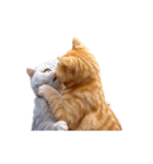 白猫とオレンジ猫のカップルアニメーション（個別スタンプ：9）