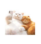白猫とオレンジ猫のカップルアニメーション（個別スタンプ：10）