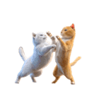 白猫とオレンジ猫のカップルアニメーション（個別スタンプ：12）
