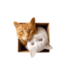 白猫とオレンジ猫のカップルアニメーション（個別スタンプ：23）