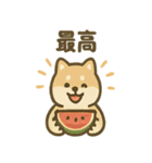 ぬくぬくこたつ柴犬さんの冬だより（個別スタンプ：8）