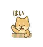 ぬくぬくこたつ柴犬さんの冬だより（個別スタンプ：39）