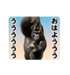 踊る！横揺れ界隈マウンテンゴリラ（個別スタンプ：5）