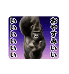 踊る！横揺れ界隈マウンテンゴリラ（個別スタンプ：6）