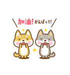 動く！柴犬さんたちの台湾語＆日本語版（個別スタンプ：13）