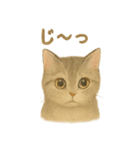 ねこもちの日常（個別スタンプ：3）