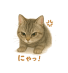 ねこもちの日常（個別スタンプ：13）