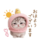 スコティッシュ猫 毎日送れる 日常 敬語（個別スタンプ：1）