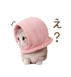スコティッシュ猫 毎日送れる 日常 敬語（個別スタンプ：11）