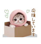 スコティッシュ猫 毎日送れる 日常 敬語（個別スタンプ：13）
