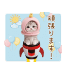 スコティッシュ猫 毎日送れる 日常 敬語（個別スタンプ：14）