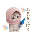 スコティッシュ猫 毎日送れる 日常 敬語（個別スタンプ：16）