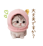 スコティッシュ猫 毎日送れる 日常 敬語（個別スタンプ：17）