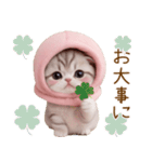 スコティッシュ猫 毎日送れる 日常 敬語（個別スタンプ：19）