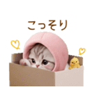 スコティッシュ猫 毎日送れる 日常 敬語（個別スタンプ：21）