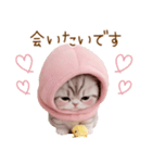 スコティッシュ猫 毎日送れる 日常 敬語（個別スタンプ：23）