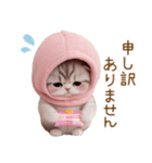 スコティッシュ猫 毎日送れる 日常 敬語（個別スタンプ：25）