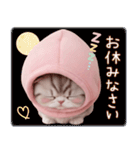 スコティッシュ猫 毎日送れる 日常 敬語（個別スタンプ：32）