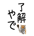 老眼でも見える虎【関西弁】（個別スタンプ：1）