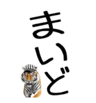 老眼でも見える虎【関西弁】（個別スタンプ：2）