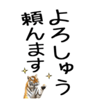 老眼でも見える虎【関西弁】（個別スタンプ：5）