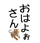 老眼でも見える虎【関西弁】（個別スタンプ：9）