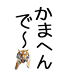 老眼でも見える虎【関西弁】（個別スタンプ：20）