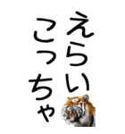 老眼でも見える虎【関西弁】（個別スタンプ：24）