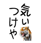 老眼でも見える虎【関西弁】（個別スタンプ：31）