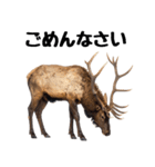 へらへらヘラジカの日常（個別スタンプ：9）