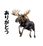 へらへらヘラジカの日常（個別スタンプ：12）