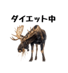 へらへらヘラジカの日常（個別スタンプ：13）