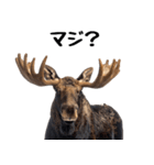 へらへらヘラジカの日常（個別スタンプ：16）