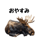 へらへらヘラジカの日常（個別スタンプ：23）