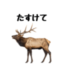 へらへらヘラジカの日常（個別スタンプ：25）