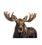 へらへらヘラジカの日常（個別スタンプ：36）