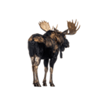 へらへらヘラジカの日常（個別スタンプ：40）