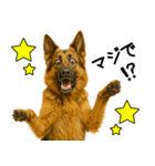 シェパード★毎日使えるパパっと返信♪（個別スタンプ：1）