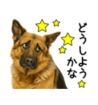 シェパード★毎日使えるパパっと返信♪（個別スタンプ：2）
