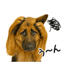 シェパード★毎日使えるパパっと返信♪（個別スタンプ：3）