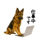 シェパード★毎日使えるパパっと返信♪（個別スタンプ：4）
