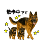 シェパード★毎日使えるパパっと返信♪（個別スタンプ：5）