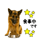 シェパード★毎日使えるパパっと返信♪（個別スタンプ：7）