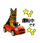 シェパード★毎日使えるパパっと返信♪（個別スタンプ：8）