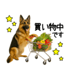 シェパード★毎日使えるパパっと返信♪（個別スタンプ：9）