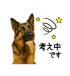 シェパード★毎日使えるパパっと返信♪（個別スタンプ：11）